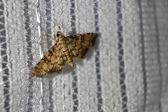 Nacoleia satsumalis