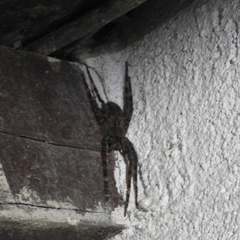 Ctenidae