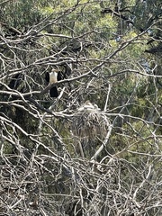 Microcarbo melanoleucos