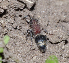 Mimecomutilla renominanda