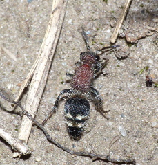 Mimecomutilla renominanda