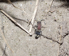 Mimecomutilla renominanda