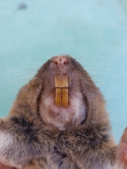 Geomys breviceps