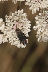 Romanophora verecunda