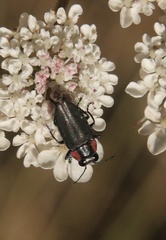 Romanophora verecunda