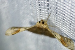 Fascellina chromataria