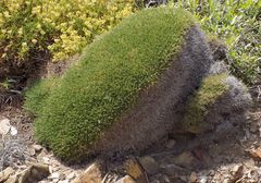Astragalus balearicus
