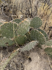 Opuntia arizonica