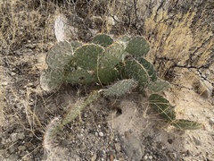 Opuntia arizonica