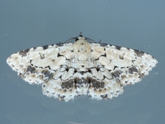 Sandava scitisignata