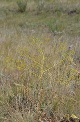 Ferula caspica