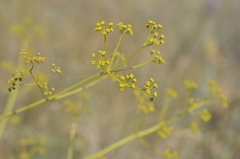 Ferula caspica
