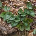 Asarum arifolium - Photo (c) Michael J. Papay, algunos derechos reservados (CC BY), subido por Michael J. Papay
