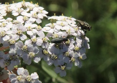 Romanophora verecunda