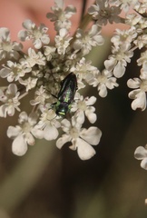 Bilyaxia concinna