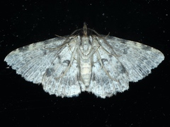 Sandava scitisignata