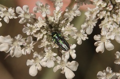 Bilyaxia concinna