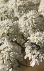 Bilyaxia concinna