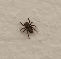 Pseudeuophrys lanigera