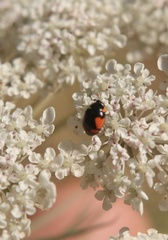 Hyperaspis sphaeridioides