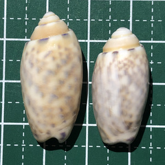 Oliva amethystina
