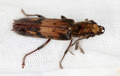 Phantissus citatus