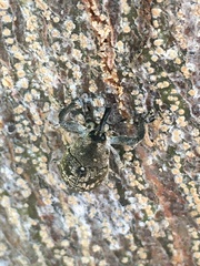 Eutyrhinus meditabundus