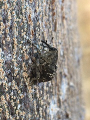 Eutyrhinus meditabundus