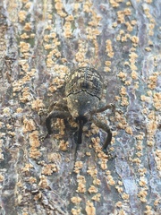 Eutyrhinus meditabundus