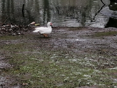 Cairina moschata domestica