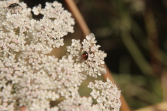 Hyperaspis sphaeridioides