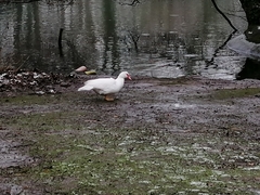 Cairina moschata domestica
