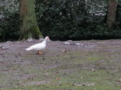 Cairina moschata domestica