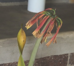 Cyrtanthus obliquus