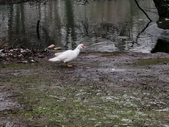 Cairina moschata domestica