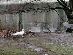 Cairina moschata domestica
