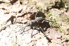 Aegorhinus suturalis