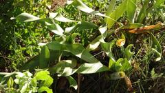 Cyrtanthus obliquus
