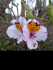 Alstroemeria magnifica