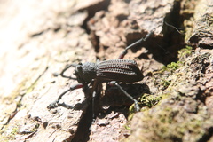 Aegorhinus suturalis