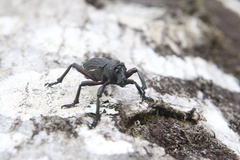 Aegorhinus suturalis