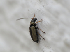 Calomicrus circumfusus