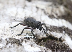 Aegorhinus suturalis