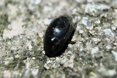 Sternolophus rufipes