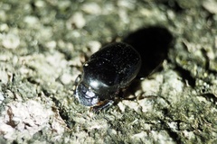 Onthophagus lenzii