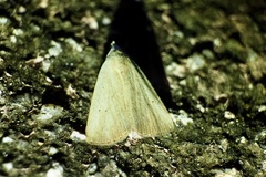 Rivula aequalis