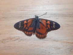 Acraea amicitiae