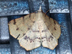 Rhinodia rostraria
