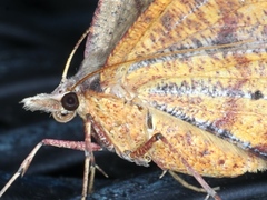 Rhinodia rostraria