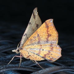 Rhinodia rostraria